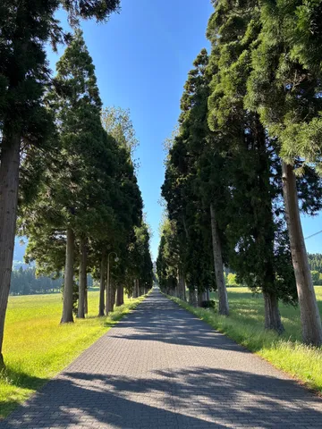 樹影がつくる直線の旅路