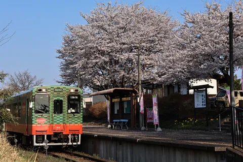 春満開、ローカル線の駅