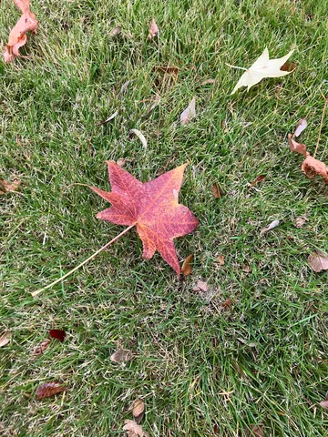 芝生に舞う紅葉の星