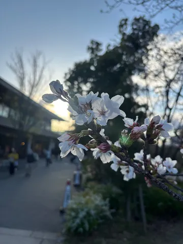 春風と、かすむ街並み