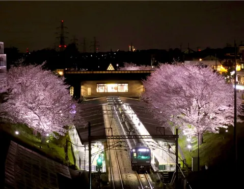 夜桜と都会の夜景、幻想的な一本道