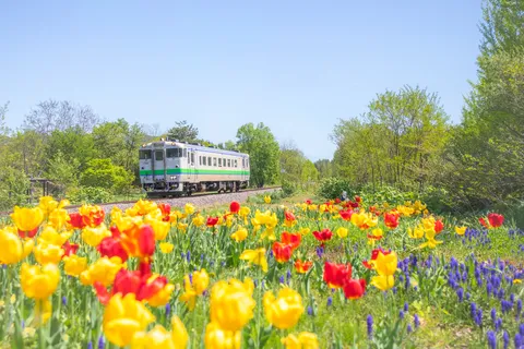花咲く線路を行く列車