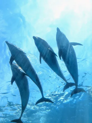 水中のイルカたち、光のダンス
