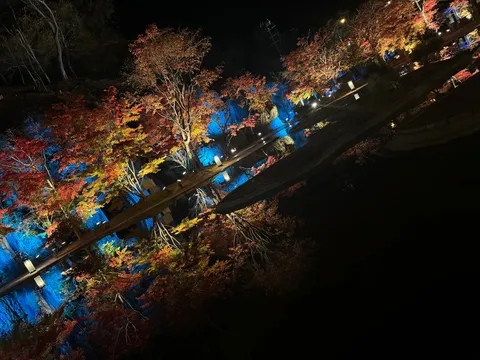 紅葉を照らす光のコントラスト
