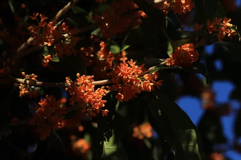 宵闇に咲く橙の花
