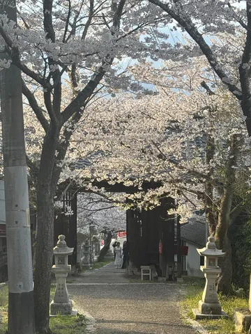 桜のトンネルを抜けて