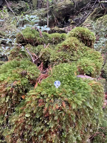 苔むす森の小さな住人