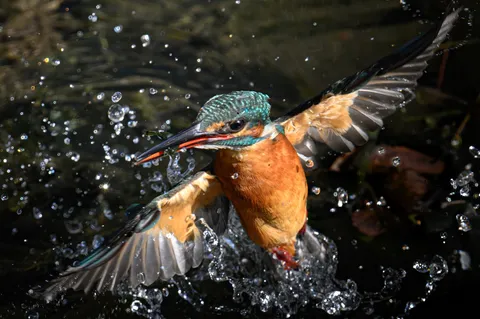 水面を舞う翡翠の輝き