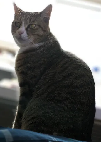 振り向きざまの猫さん