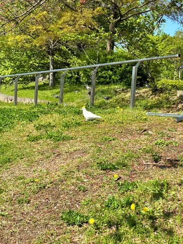 鳩と見守る手すり