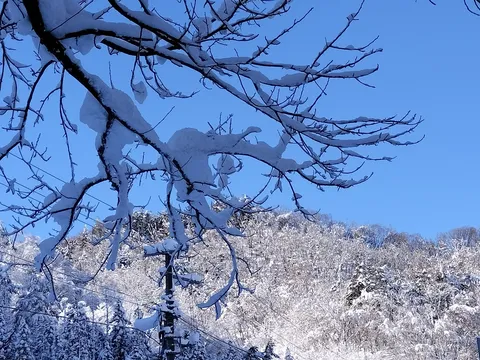 雪纏う枝と抜ける青空