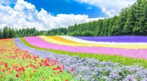 七色の花咲く虹の丘