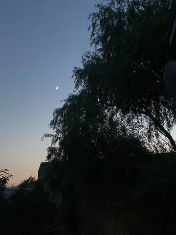 夕暮れの月と木陰の静寂