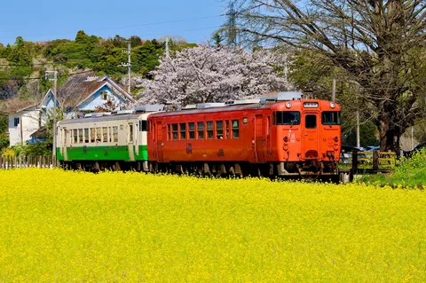 菜の花満開、列車はご機嫌？
