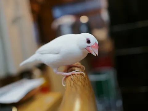 幸せを運ぶ