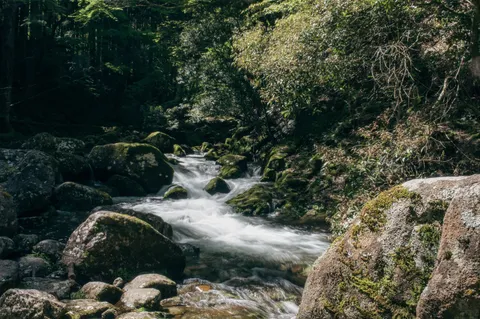 苔むす岩と清流の囁き