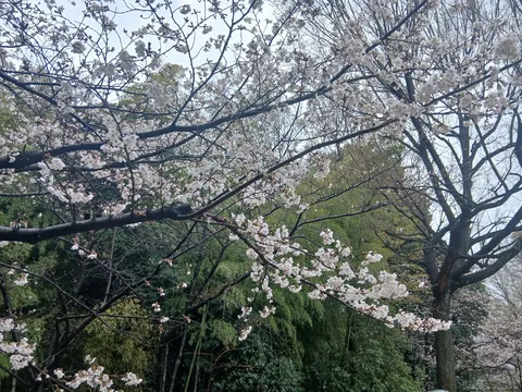 春風に揺れる桜の儚さ