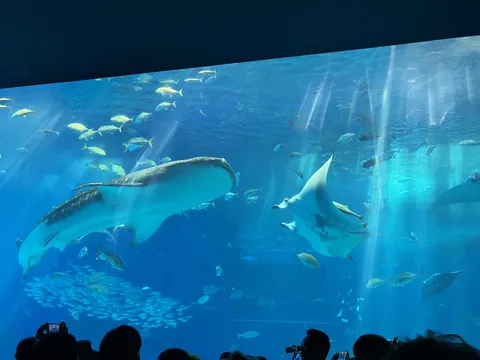 巨大水槽の主役たち