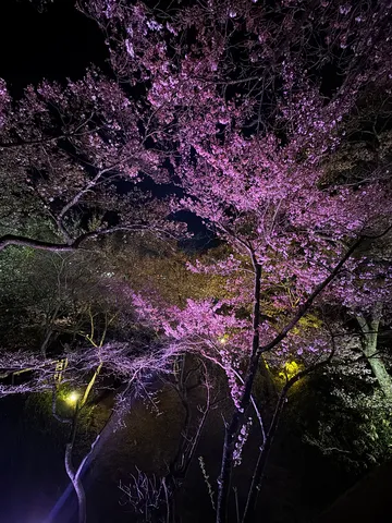 宵闇に浮かぶ桜の夢