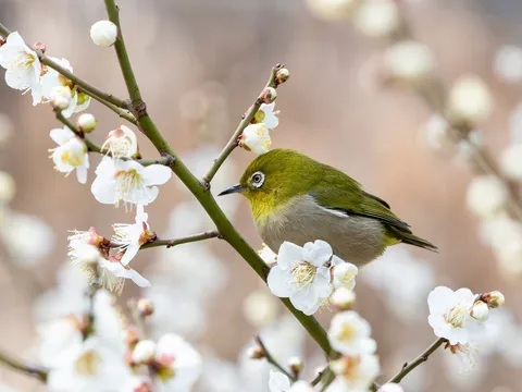 白梅に遊ぶ小さな春