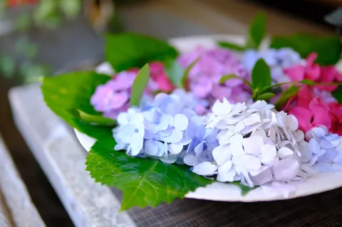 優しく色づく、アジサイの宝石箱