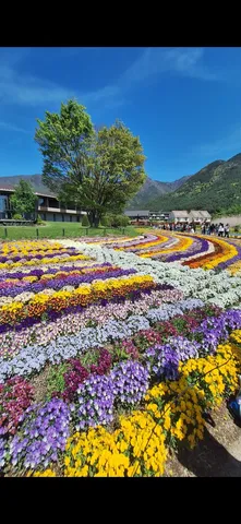 彩り豊かな花々の絨毯
