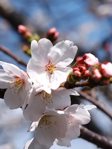 桜、本気の魅せつけタイム
