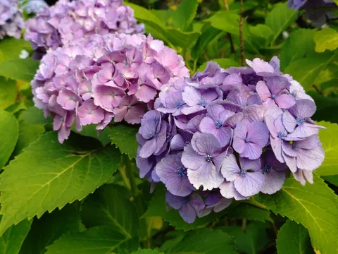 紫陽花のしっとりとした美しさ