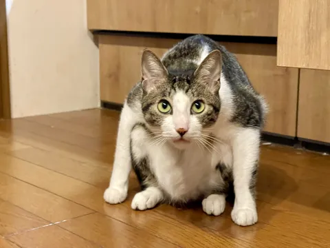猫ちゃんの謎ポーズに注目