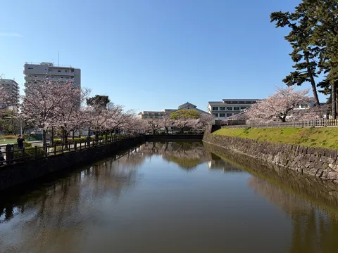 水面に映る桜、都会のオアシス