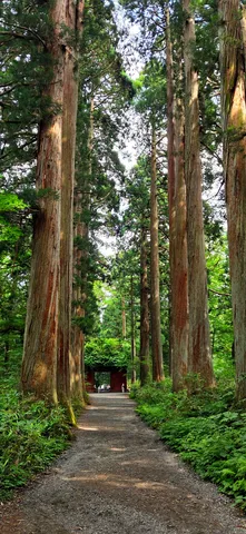 神聖なる森への誘い