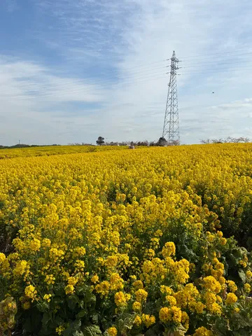 黄花と鉄塔の風景