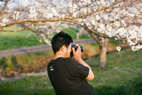 満開の桜とカメラマンの後ろ姿