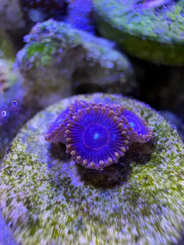 海中の花