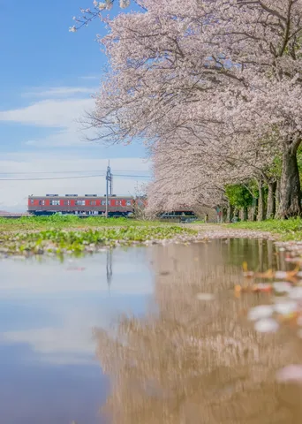 水面に映る桜並木と列車