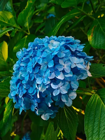 青い花畑の静かな鼓動
