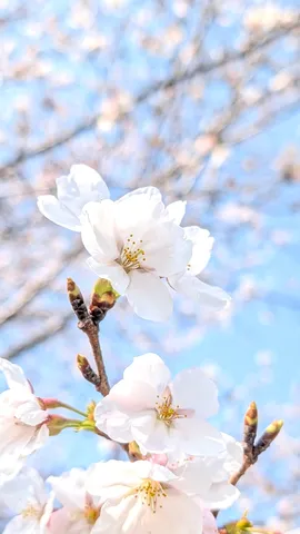 春の訪れ、桜の息吹