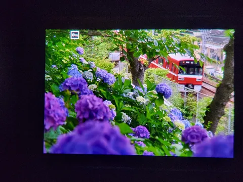 紫陽花と走る列車