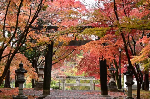 秋色の参道が灯す静寂