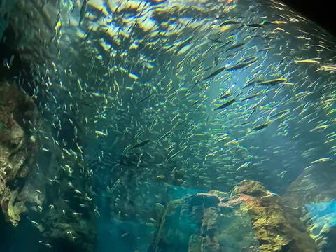 海の中にて
