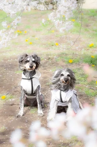 春爛漫、愛犬とのお散歩日和