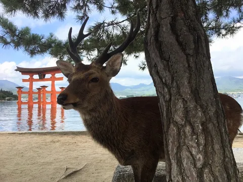 神秘的な鳥居と鹿の出会い