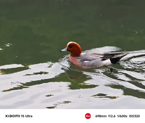水面散歩の達人