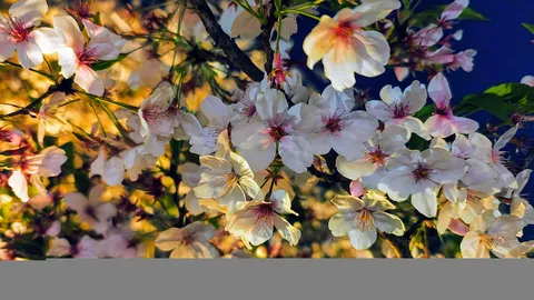 光と影が織りなす桜
