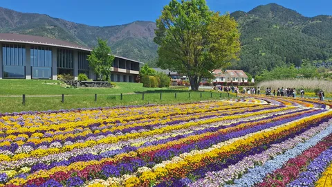 山のふもとの花畑