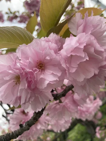ふわふわ八重桜のやさしい春