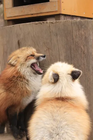 お口あーん、何してるの？