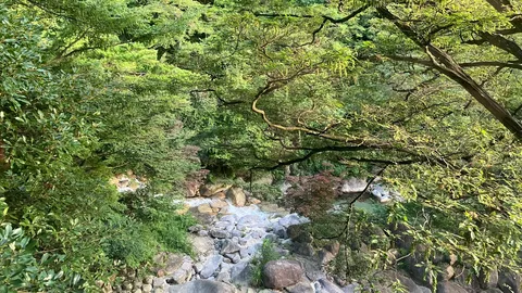 緑の渓谷と水の音