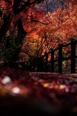 錦秋の散歩道