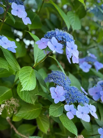 青い紫陽花、雨上がりの瑞々しさ